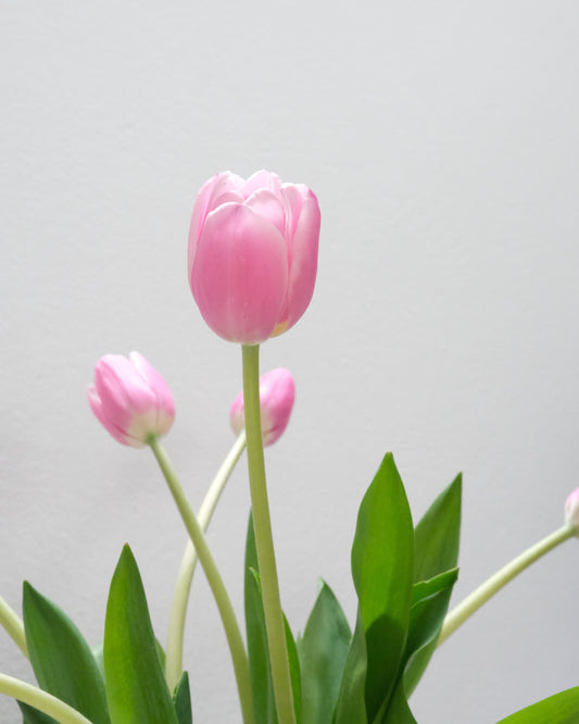 Ramo de tulipanes rosados