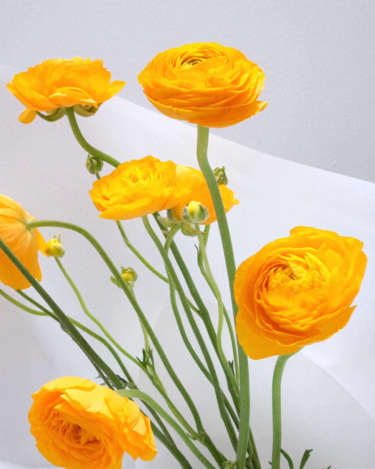Bunch de ranúnculos amarillos