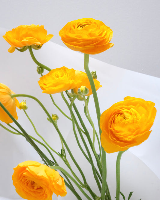 Bunch de ranúnculos amarillos