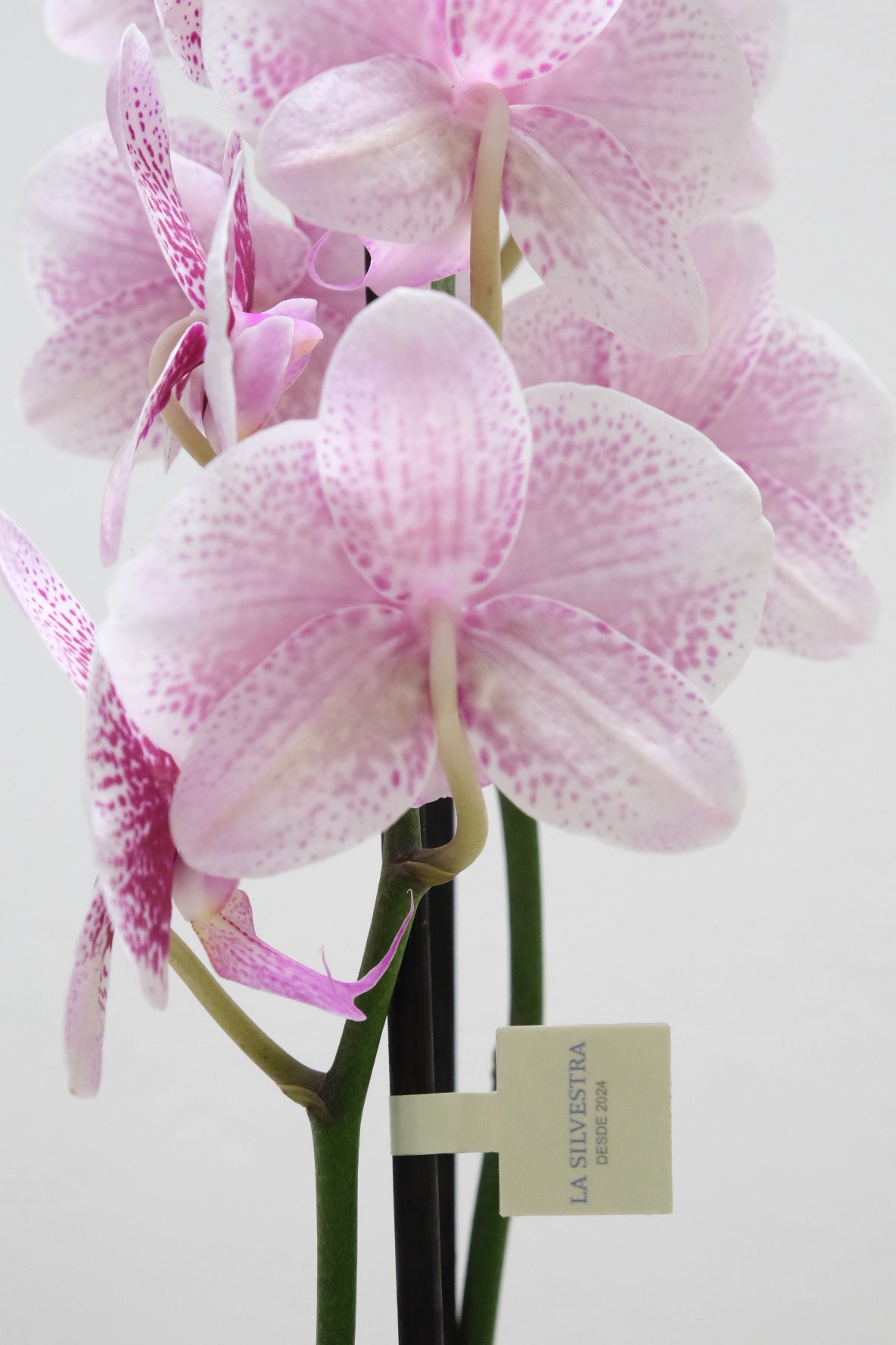 Orquídea de dos varas blanco con fucsia