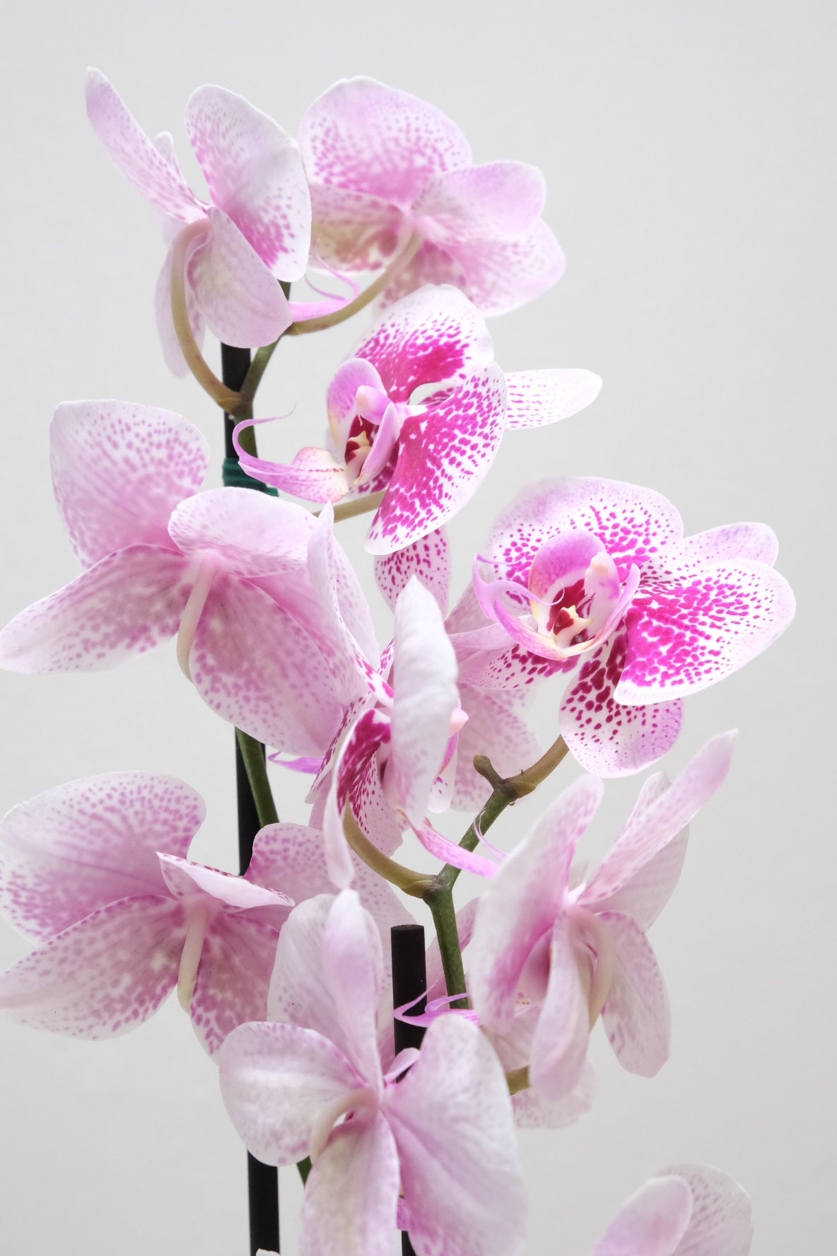 Orquídea de dos varas blanco con fucsia