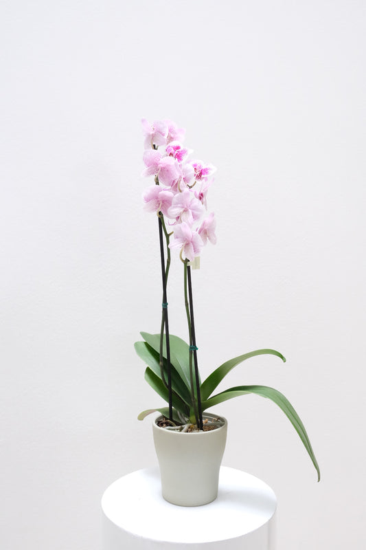 Orquídea de dos varas blanco con fucsia
