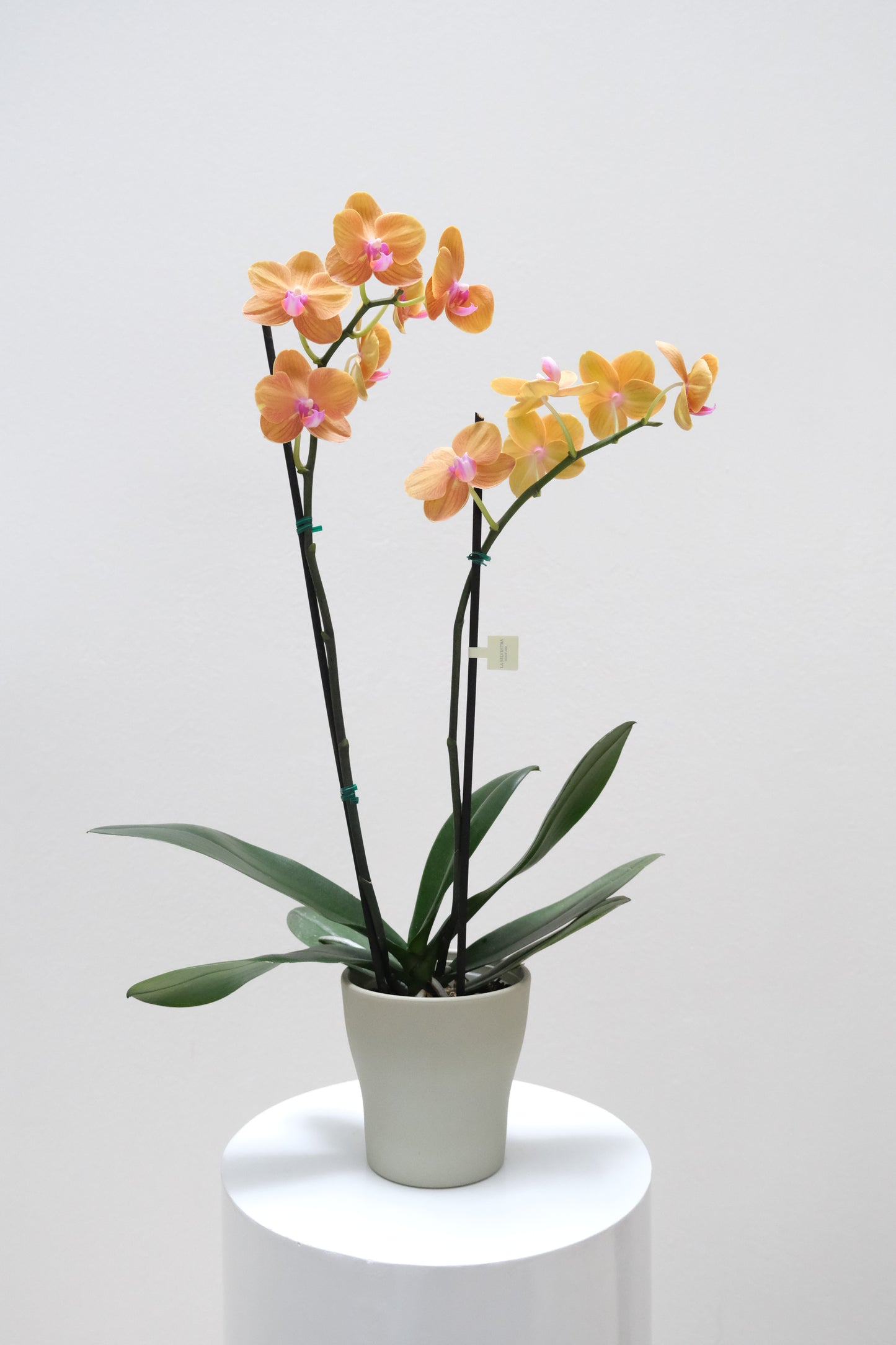 Orquídea de dos varas