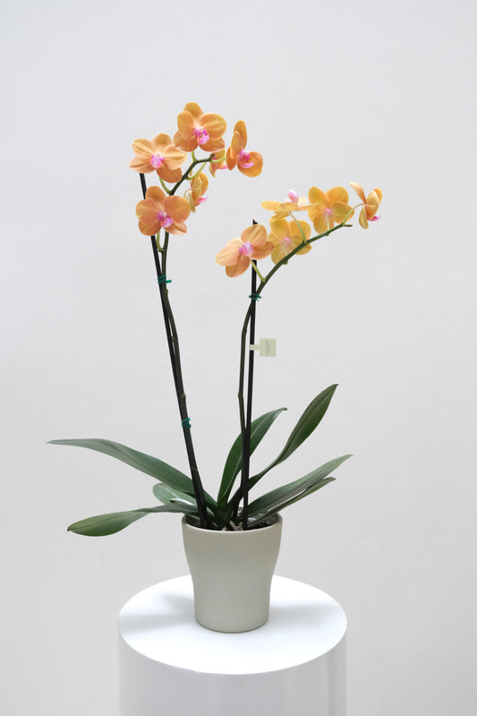 Orquídea de dos varas