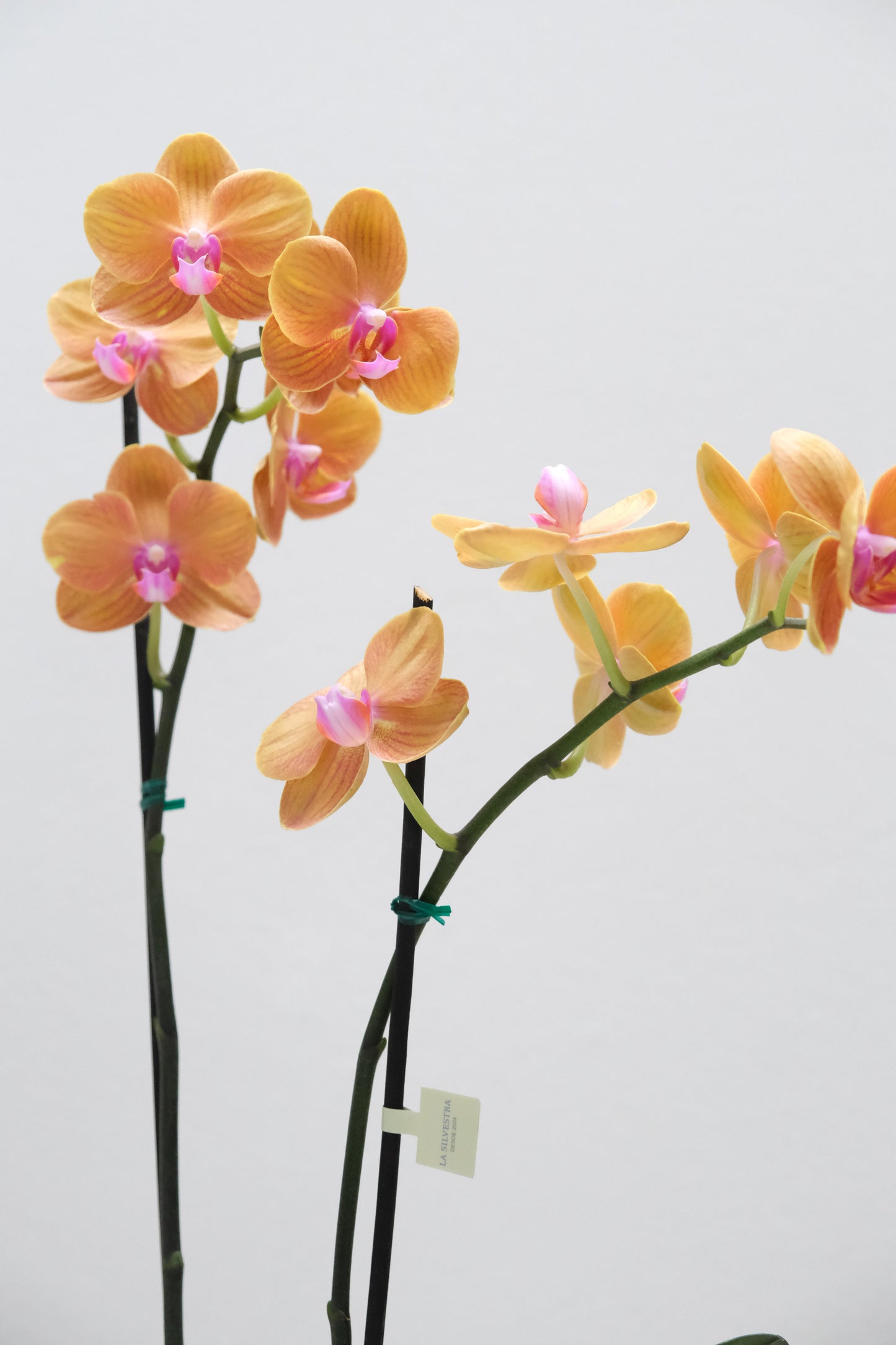 Orquídea de dos varas